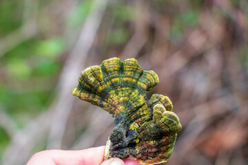 Holding a medicinal turkey tail (Trametes versicolor) on a brown background