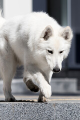 Obraz premium dog runs quickly down the steps