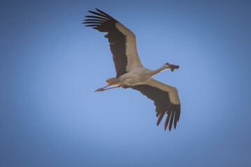 white stork in flight © Bartłomiej Kosmatko