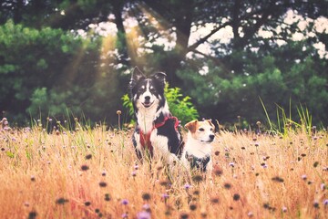 dog in the park