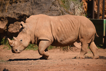 rinoceronte en safari por Espa&ntilde;a