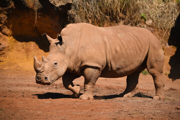 rinoceronte en safari por Espa&ntilde;a