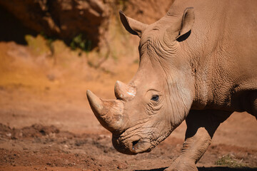rinoceronte en safari por Espa&ntilde;a