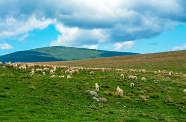 Obraz premium a flock of sheep on a pasture
