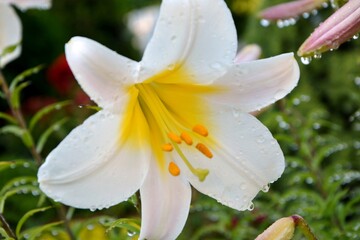 Delightful white lily with drops of water after rain in the garden close-up