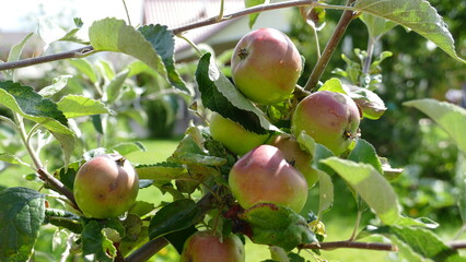 Apples growing on the branch