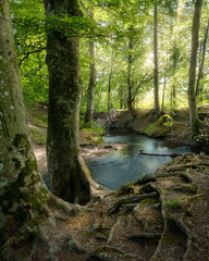 Obraz premium Tranquille Forest Scene