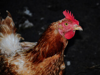 Chicken portrait