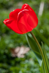 Tulip