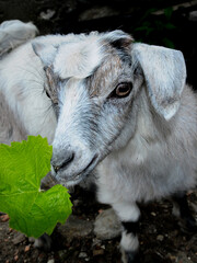 Small Goat eating