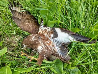 dead buzzard killed by a car in the green grass