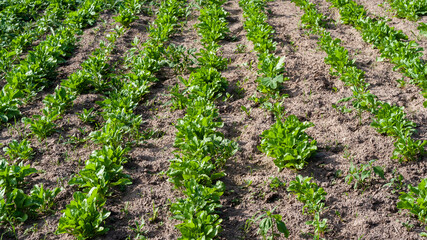 Fototapeta na wymiar Beds with green spinach on collective farm field sown in rows closeup Cultivation of agricultural crops in countryside. Sprouts of ecologically clean varieties of lettuce green leafy crops vegetables