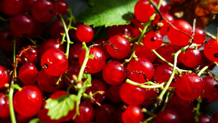 fresh red currant on the table