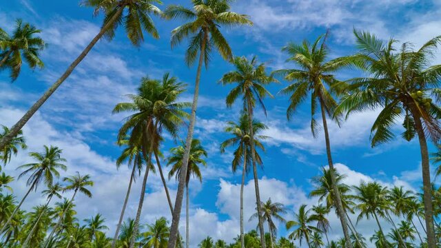 Zoom out time lapse coconut trees and moving clouds in 4K