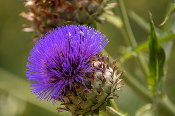 wild flowering artichoke with bee