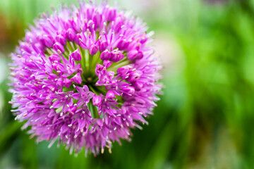 millenium ornamental onion