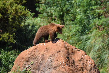 osos en safari por Espa&ntilde;a