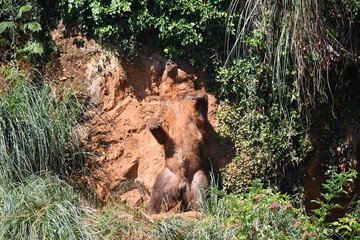 osos en safari por Espa&ntilde;a