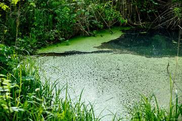 Overgrown water in the swamp. Swamp in the forest