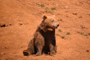 osos en safari por Espa&ntilde;a