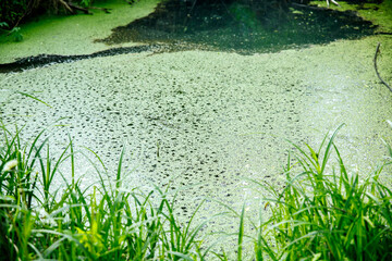 Overgrown water in the swamp. Swamp in the forest