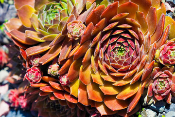 Red stone rose Sempervivum in the garden, top view, evergreen plant. Ornamental plant, decoration of the rock garden, succulent