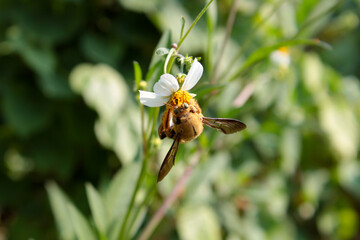bee on a flower
