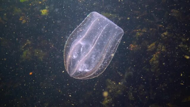 Ctenophores, predatory comb jellyfish invader to the Black Sea, jellyfish Beroe ovate, devouring Mnemiopsis leidy.