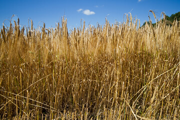 Rye field, dry crop almost ripe and ready for harvest under a blue sky