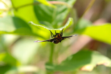 bug on a leaf