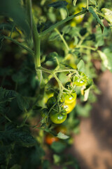 green fresh tomatoes home garden