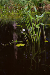 Flowering Arrowhead growing in water, the leaves, stems and flowers reflected in the dark water