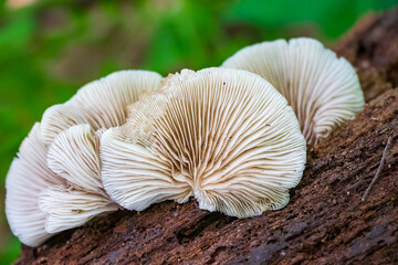 Flat oysterling (Crepidotus applanatus) growing on a log