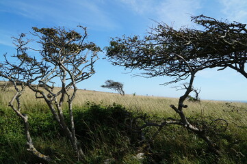 Natural bonsai trees