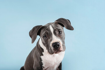 Puppy dog ​​looking curious at camera in studio with blue background