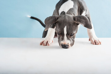 Puppy dog ​​sniffing about coming out from behind the studio, on blue background.