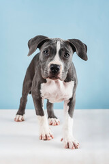 Puppy dog ​​standing looking curious at camera in studio with blue background