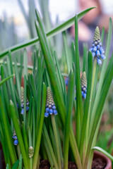 Fototapeta premium Muscari is a genus of bulbous plants in the Asparagus family