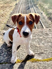 dog © Nikodem