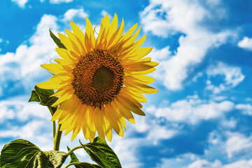 Sunflower in the field against the sky