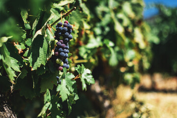 Grapes grow in the garden bed. Winemaking
