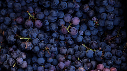 Background with dark grapes close up