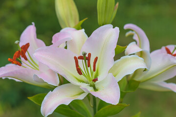 Obraz premium Beautiful pink lilies blooming in summer garden. Close up