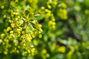 Shrub of berberis vulgaris or barberry. Green berries on sunlight in green leaves