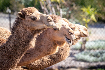 Three brown camels sitting on ground side by side