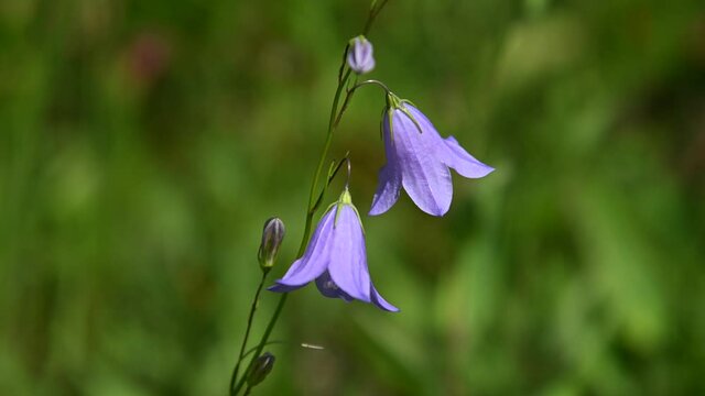 Close-up of two purple bell-shaped wildflowers on a green background.  The flowers are in sharp focus and are moving slowly in the wind.
