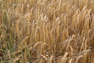 Ripe Eears Of Rye In The Field