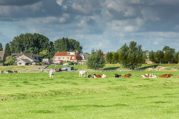 Obraz premium Typical Dutch polder landscape with green meadows, grazing cows with farms and houses on the polder dike of the village of Rijnsaterwoude against the horizon and background of sky with dark clouds