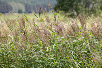 Reeds growing in the meadow. Wetlands near a small river.