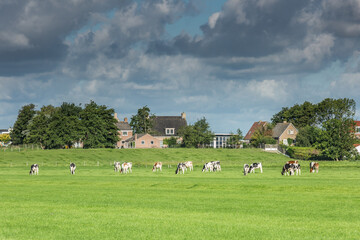 Typical Dutch polder landscape with green meadows, grazing cows with farms and houses on the polder dike of the village of Rijnsaterwoude against the horizon and background of sky with dark clouds